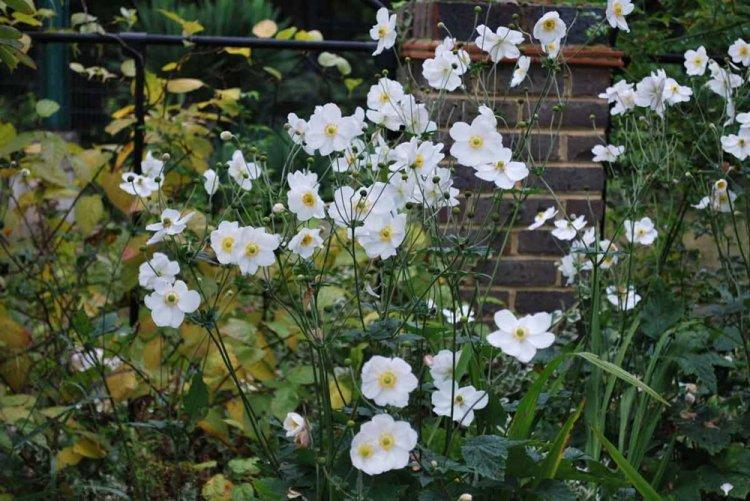 Анемоны - фото