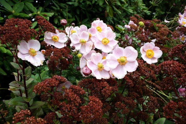 Анемоны - фото