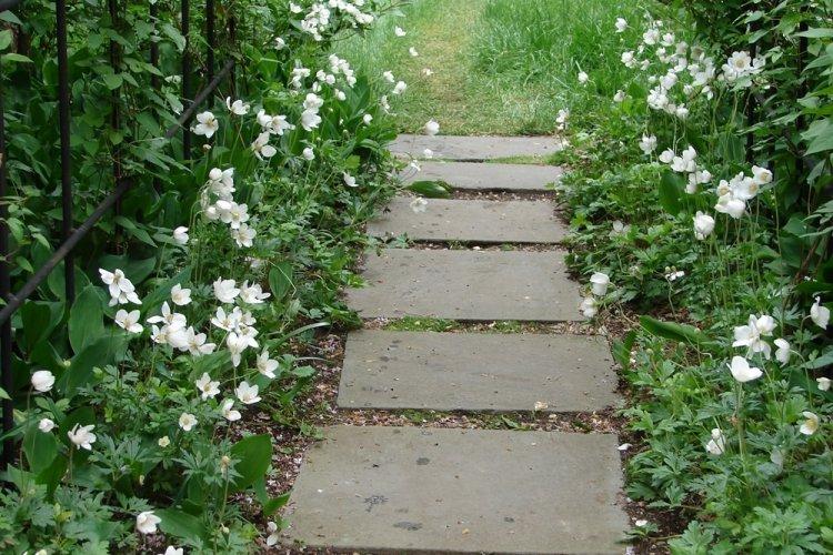 Анемоны - фото