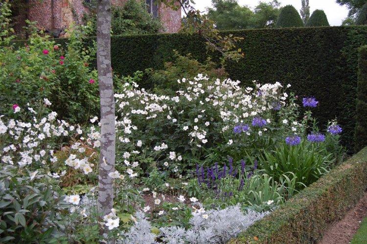 Анемоны - фото