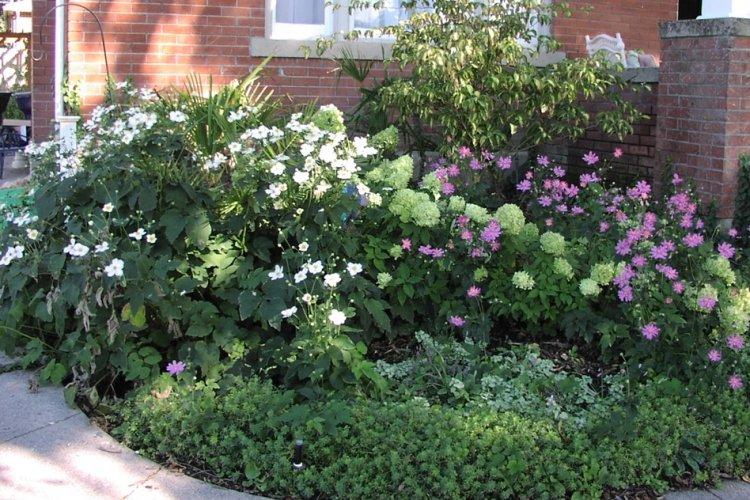 Анемоны - фото