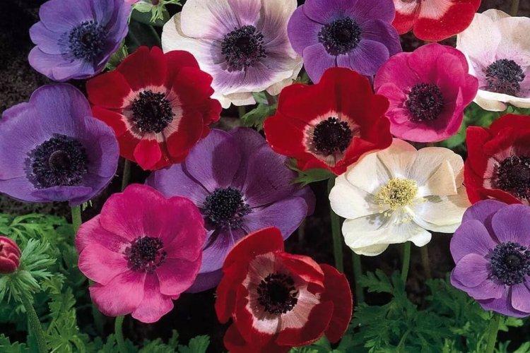 Анемоны - фото