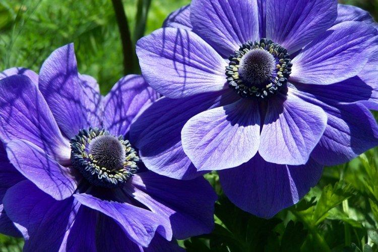 Анемоны - фото