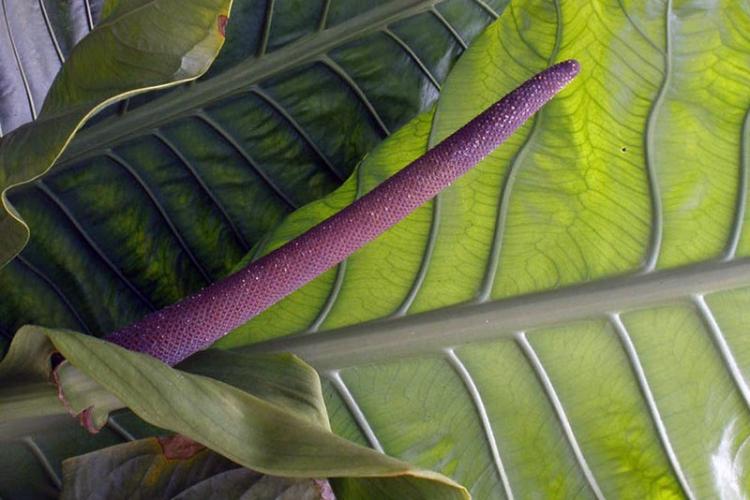 Антуриум Гукера - Виды антуриума