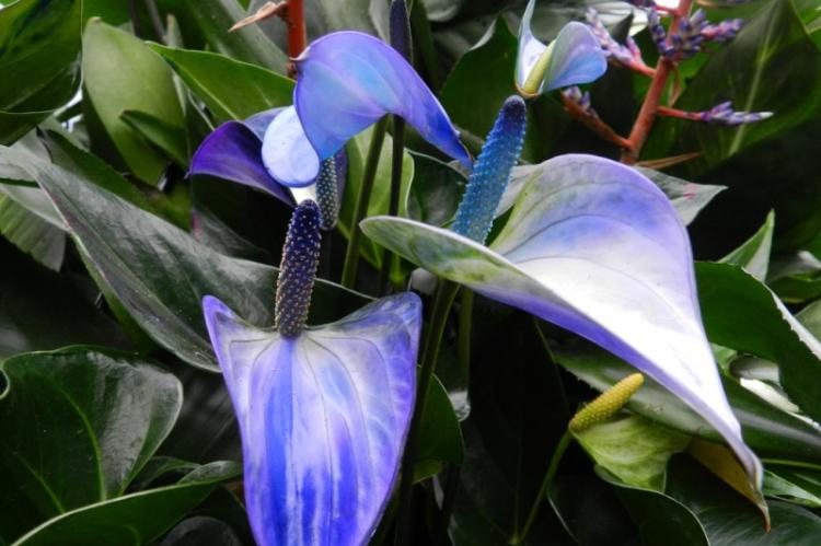 Принцесса Алексия - Виды антуриума