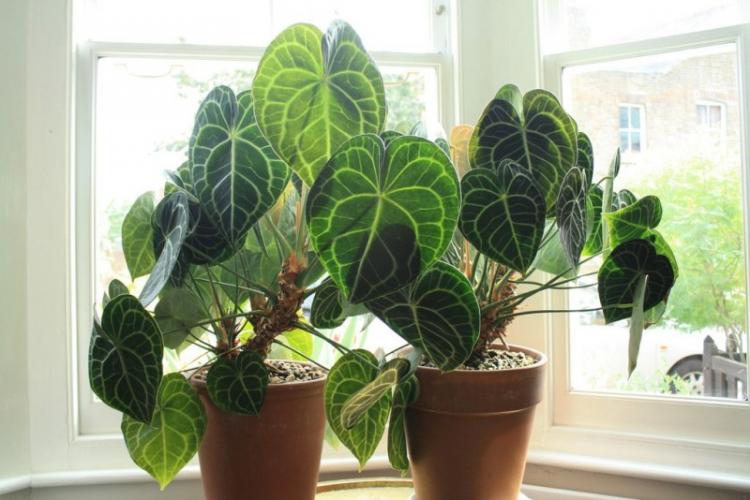 Антуриум ясножильчатый - Виды антуриума