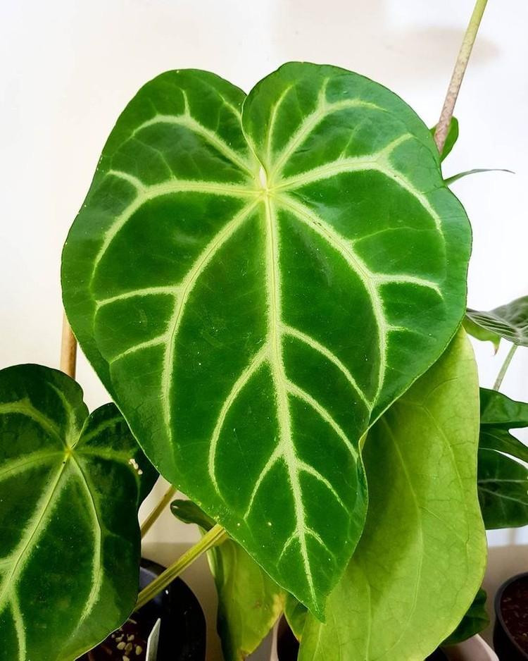 Антуриум великолепный - Виды антуриума