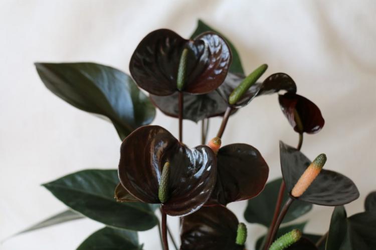 Обрезка - Уход за антуриумом