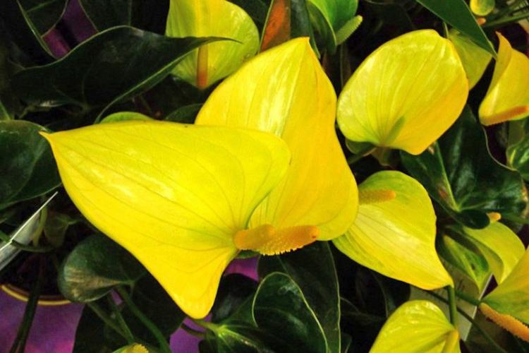 Антуриум - фото