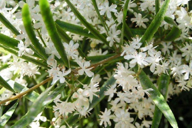 Серповидный аспарагус - Виды аспарагуса