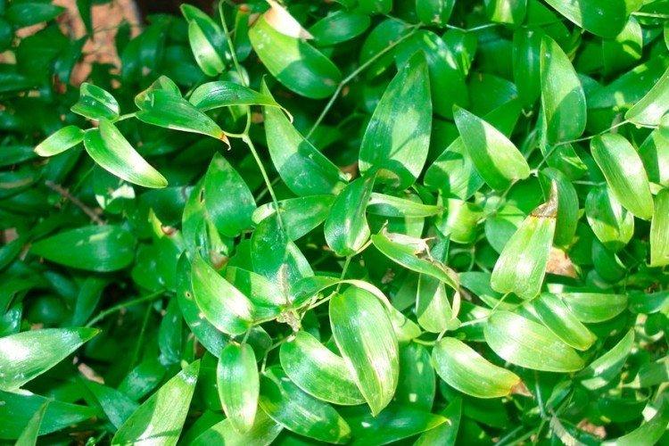 Спаржевидный аспарагус - Виды аспарагуса