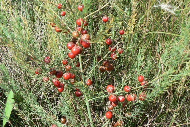 Лекарственный аспарагус - Виды аспарагуса