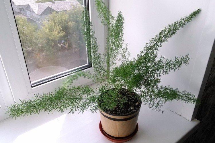 Температура - Уход за аспарагусом