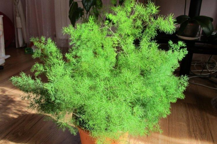 Освещение - Уход за аспарагусом