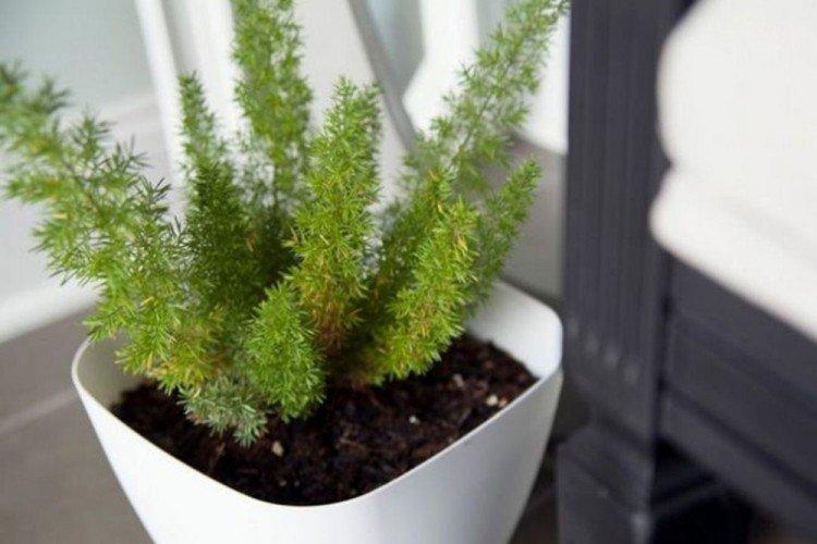 Полив - Уход за аспарагусом