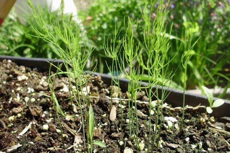 Удобрения и подкормка - Уход за аспарагусом