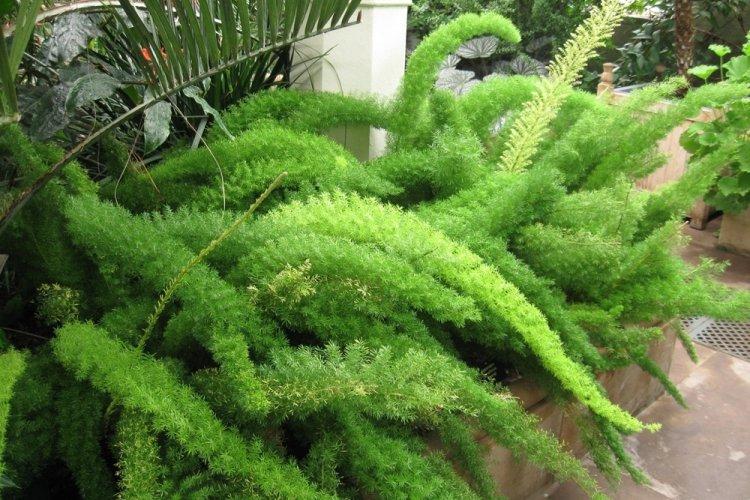 Аспарагус - фото