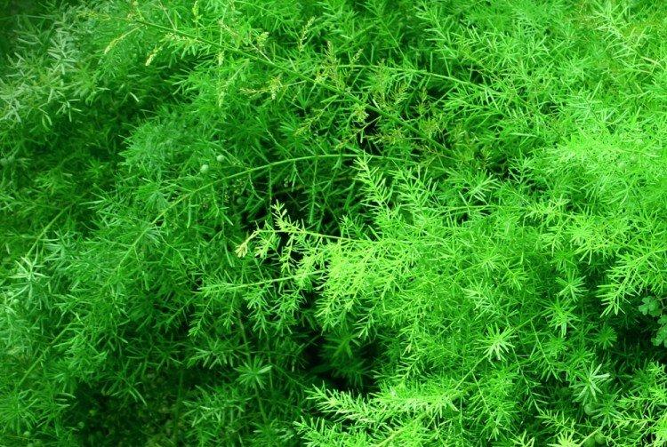 Аспарагус - фото