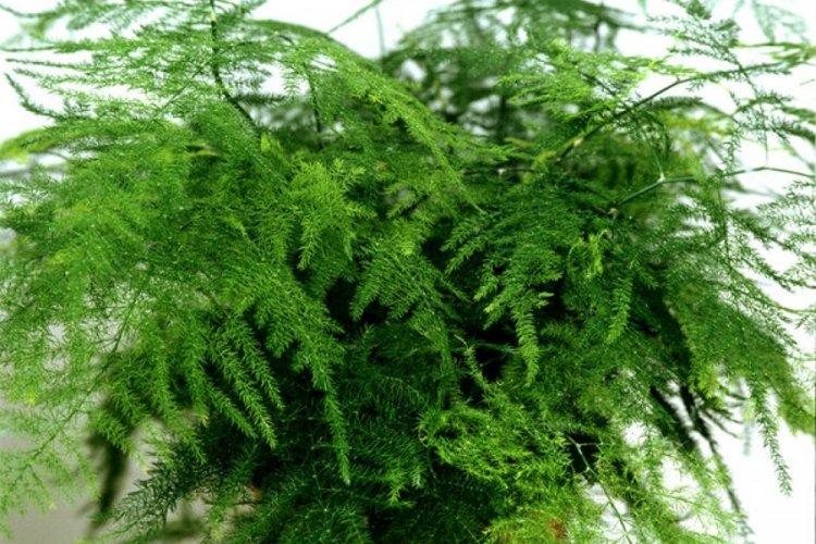 Аспарагус - фото