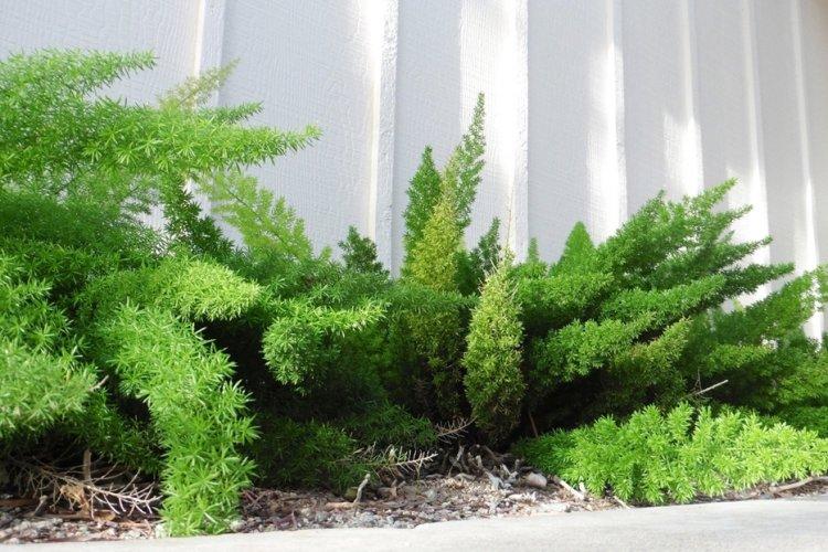 Аспарагус - фото