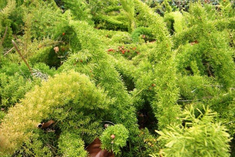 Аспарагус - фото