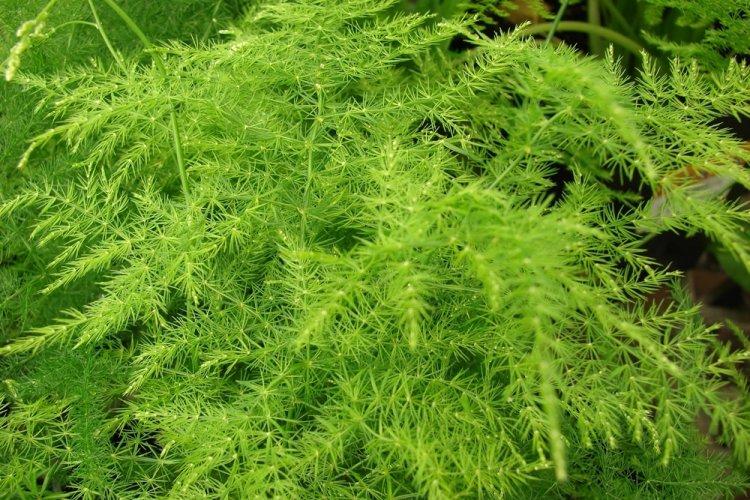 Аспарагус - фото