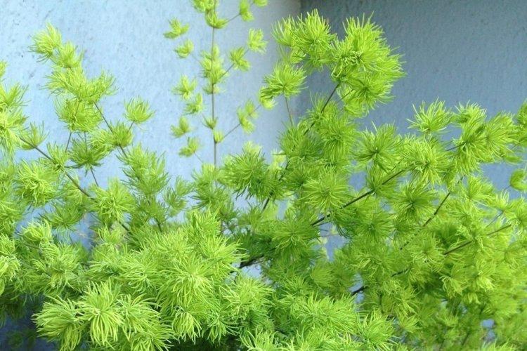 Аспарагус - фото