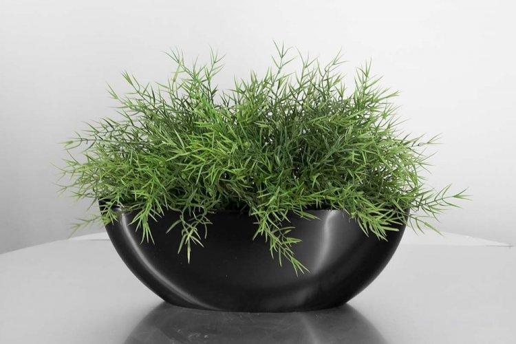 Аспарагус - фото