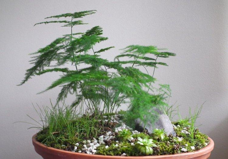 Аспарагус - фото