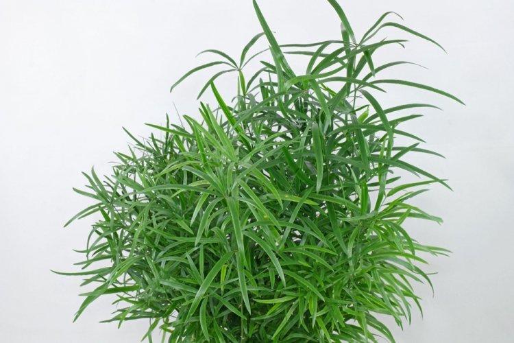 Аспарагус - фото