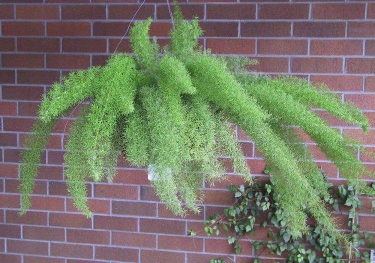 Аспарагус - фото