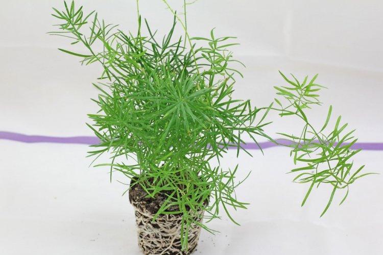 Аспарагус - фото