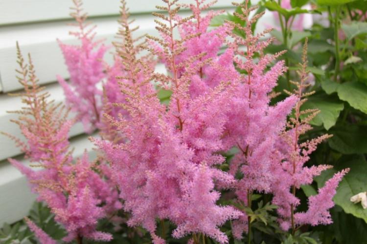 Астильба Арендса - Виды астильбы