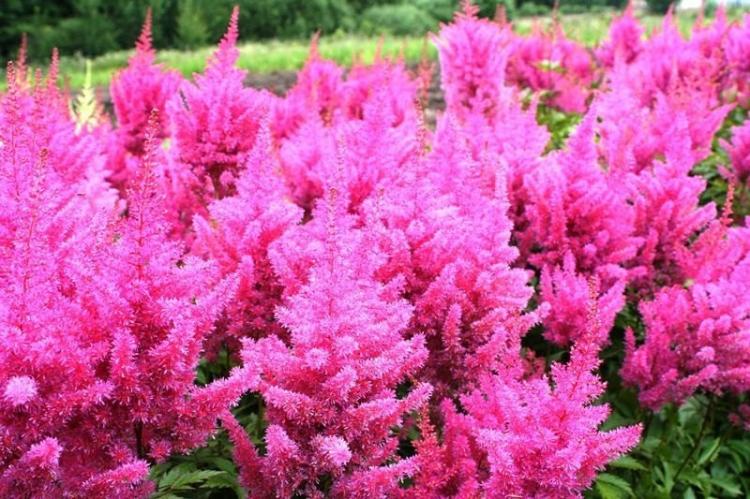 Астильба японская - Виды астильбы