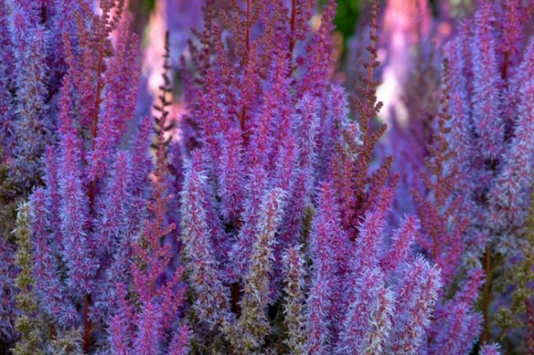 Астильба китайская - Виды астильбы