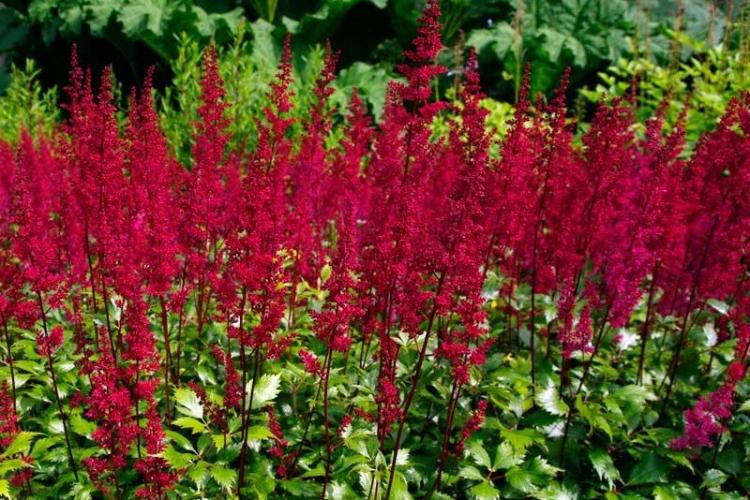 Температура - Уход за астильбой