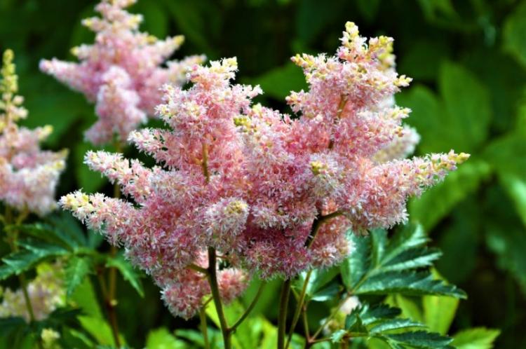 Полив - Уход за астильбой