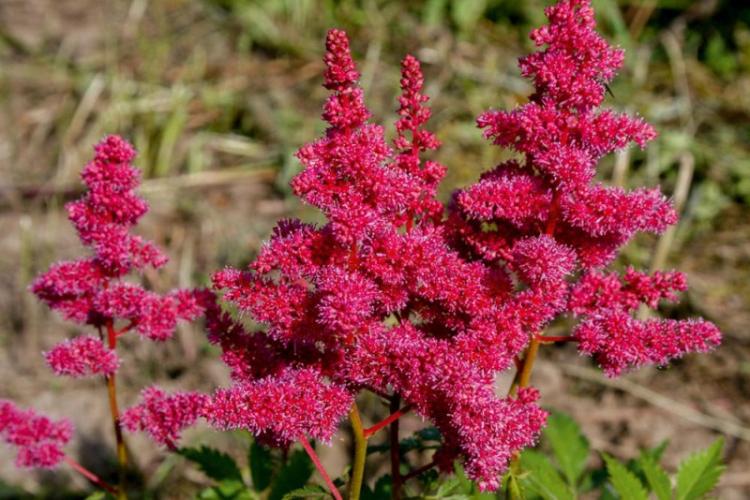 Обрезка - Уход за астильбой