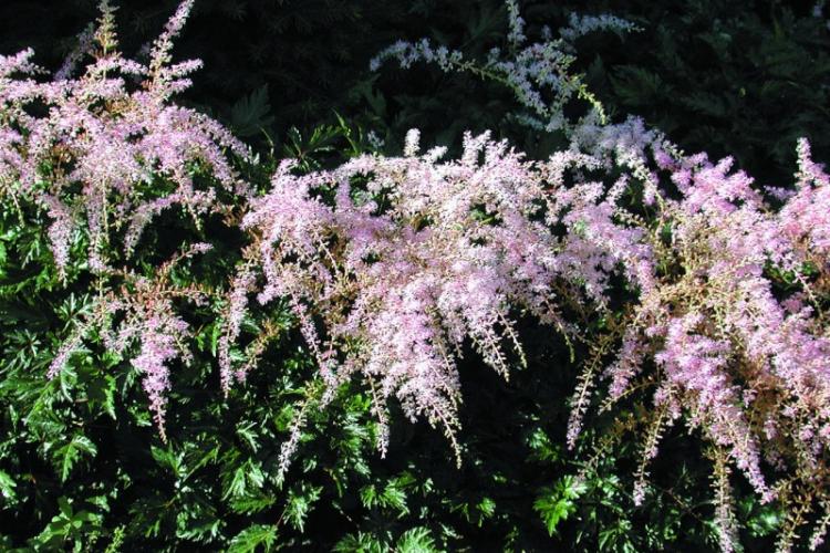 Астильба - фото