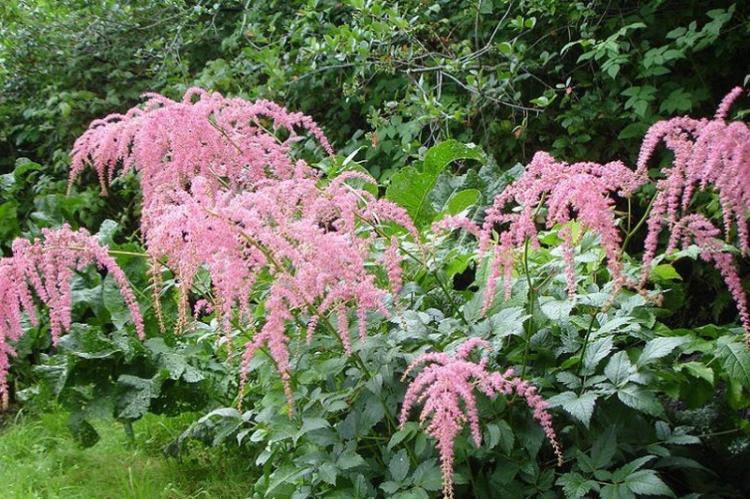 Астильба - фото