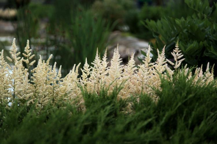 Астильба - фото