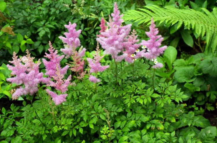 Астильба - фото