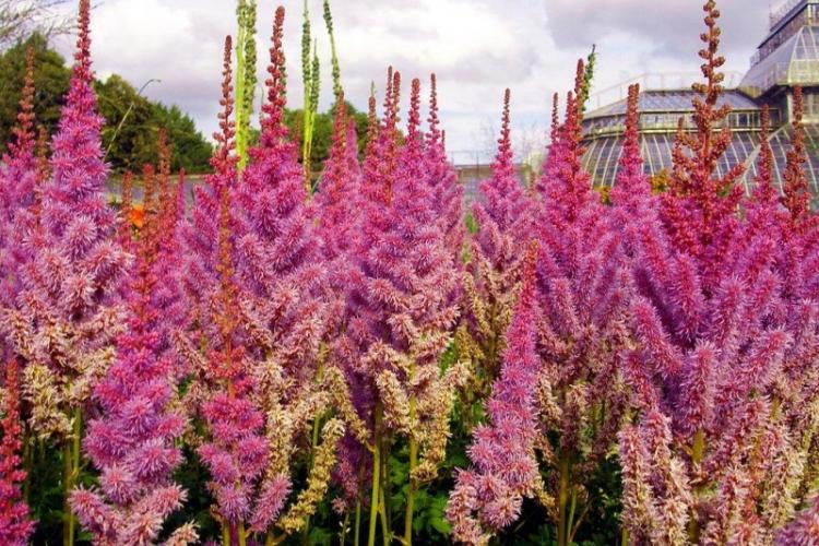 Астильба - фото