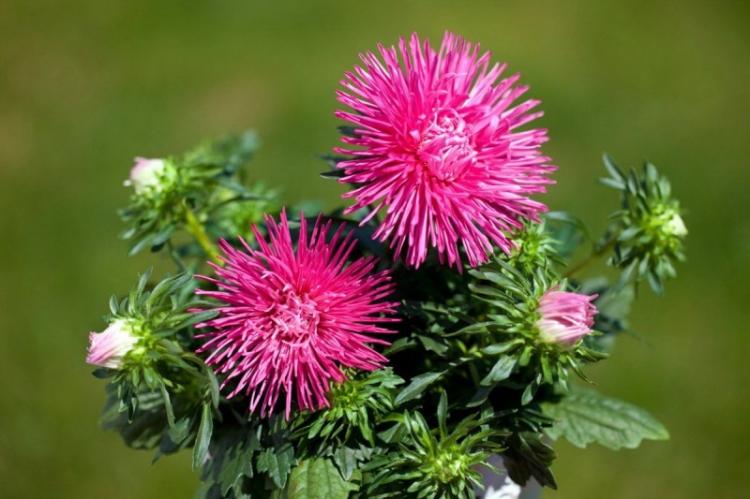 Каллистефус - Виды астр