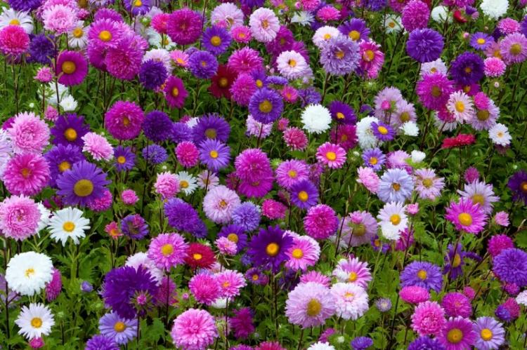 Температура - Уход за астрами