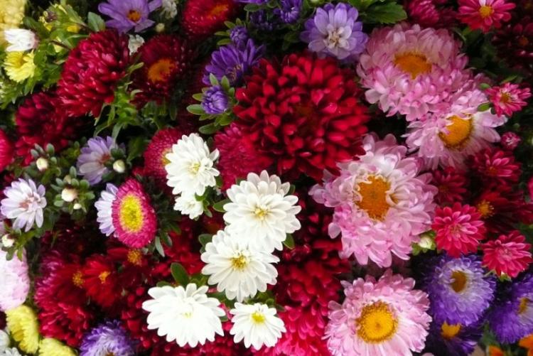 Удобрения и подкормка - Уход за астрами