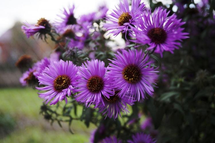 Обрезка - Уход за астрами