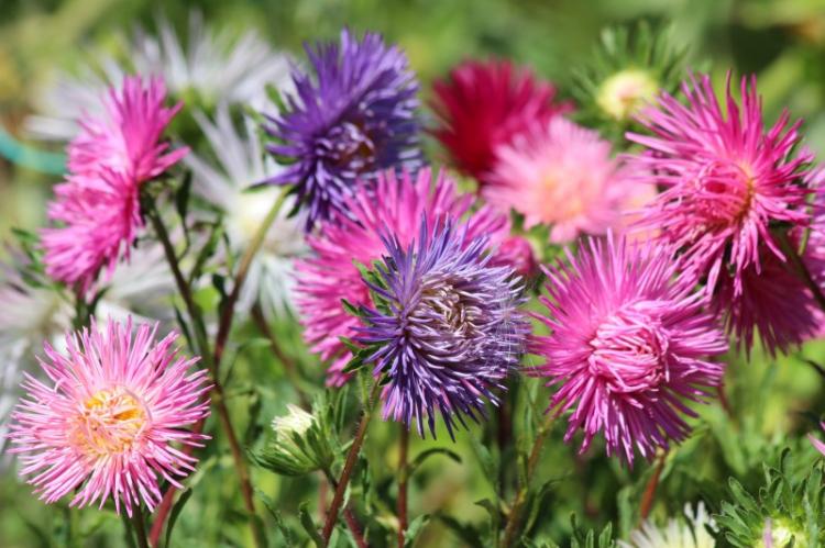 Посадка и размножение астр