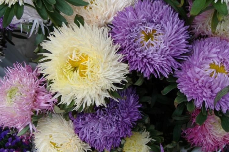 Борьба с вредителями и болезнями - Астры