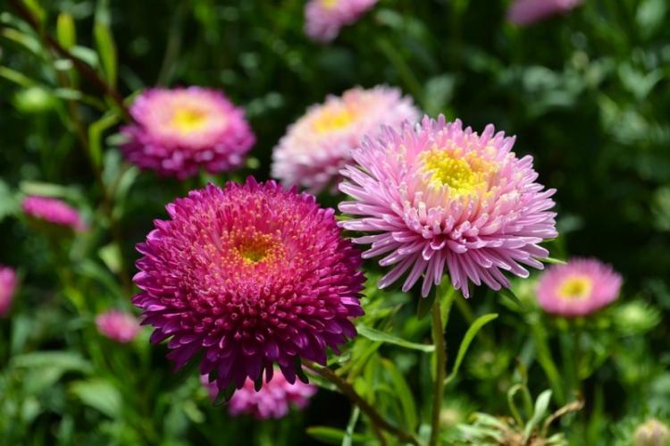 Астры - фото